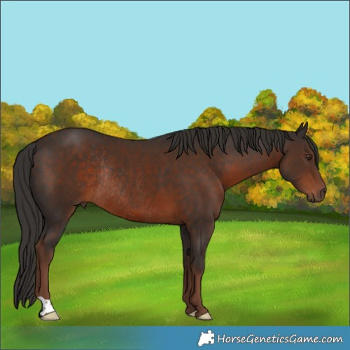 Horse Color:Liver Chestnut Rabicano 
