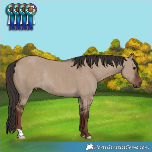 Horse Color:Liver Red Dun Rabicano 