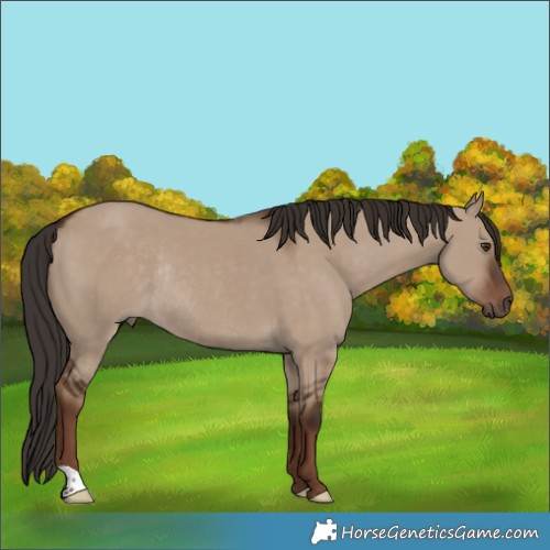 Horse Color:Liver Red Dun Rabicano