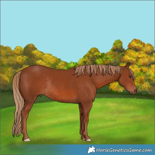 Horse Color:Chestnut Rabicano 