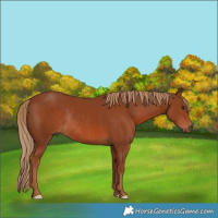 Horse Color:Chestnut Rabicano 