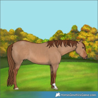 Horse Color:Red Dun 