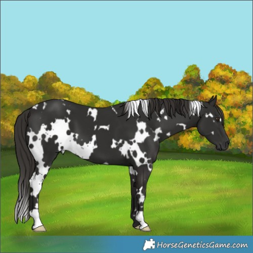 Horse Color:Unknown 