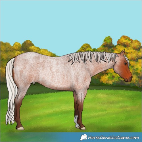Horse Color:Unknown 