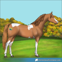 Horse Color:Chestnut Tobiano 