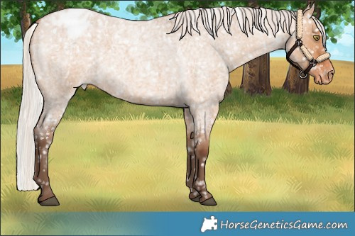 Horse Color:Silver Bay Roan Dun Appaloosa Rabicano