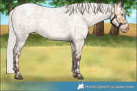 Horse Color:Silver Bay Roan Dun Snowflake Varnish Rabicano 