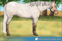 Horse Color:Silver Bay Roan Dun Appaloosa Rabicano 