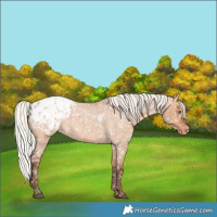 Horse Color:Silver Bay Roan Dun Appaloosa Rabicano
