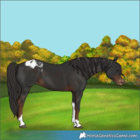 Horse Color:Liver Chestnut Tobiano Appaloosa 