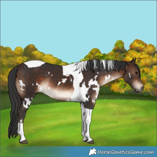 Horse Color:White Spotted Bay Tobiano Rabicano 