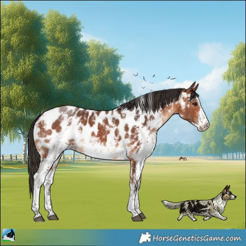 Horse Color:Bay Sabino Appaloosa Rabicano 