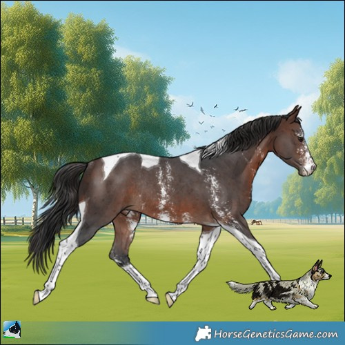 Horse Color:Brown Sabino Tobiano Rabicano 