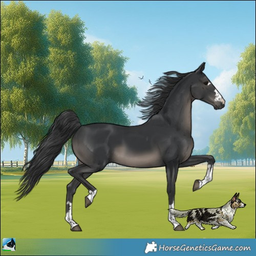 Horse Color:Black Rabicano 