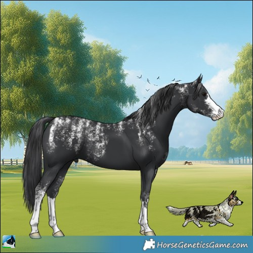 Horse Color:Powder White Black 