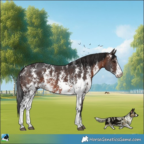 Horse Color:Brown Sabino Rabicano
