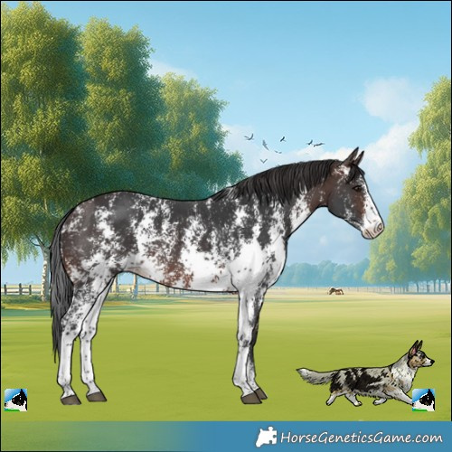 Horse Color:Brown Sabino Rabicano 