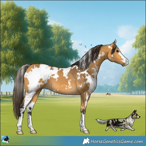 Horse Color:White Spotted Buckskin 