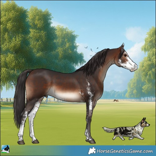 Horse Color:Brown Sabino Rabicano 