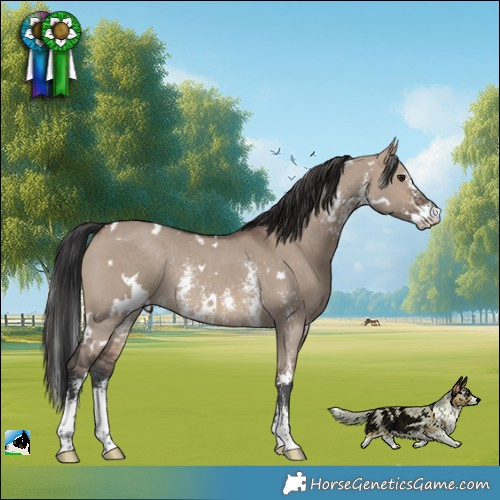 Horse Color:White Spotted Brown Dun Sabino Rabicano 
