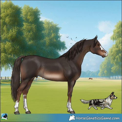 Horse Color:Liver Chestnut Rabicano 