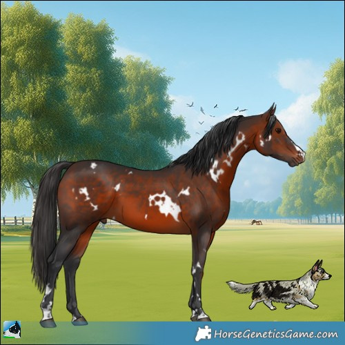 Horse Color:White Spotted Brown 