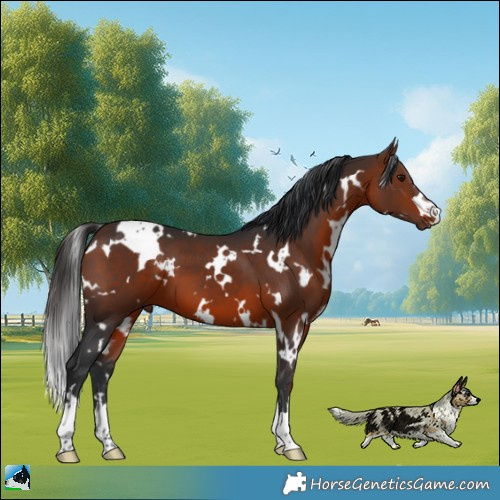 Horse Color:White Spotted Bay 