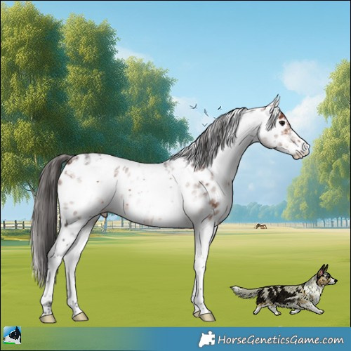 Horse Color:Powder White White Spotted Bay Appaloosa Rabicano 