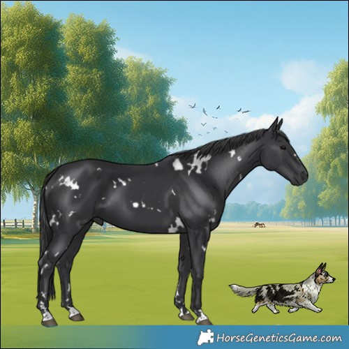Horse Color:White Spotted Black 