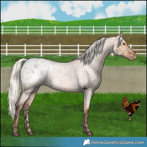 Horse Color:Silver Bay Roan Dun Appaloosa Rabicano 