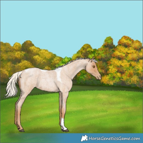 Horse Color:Silver Blue Roan Pearl Tobiano Frame 