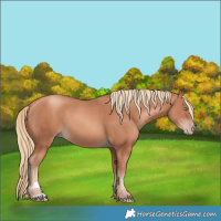 Horse Color:Gold Champagne