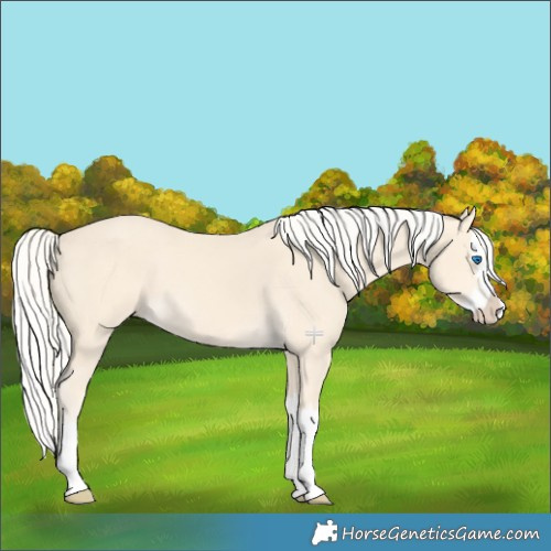 Horse Color:Cremello Splash 