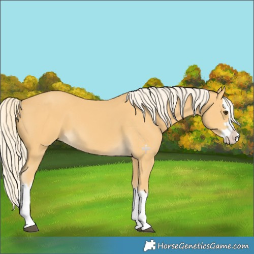 Horse Color:Palomino Splash 