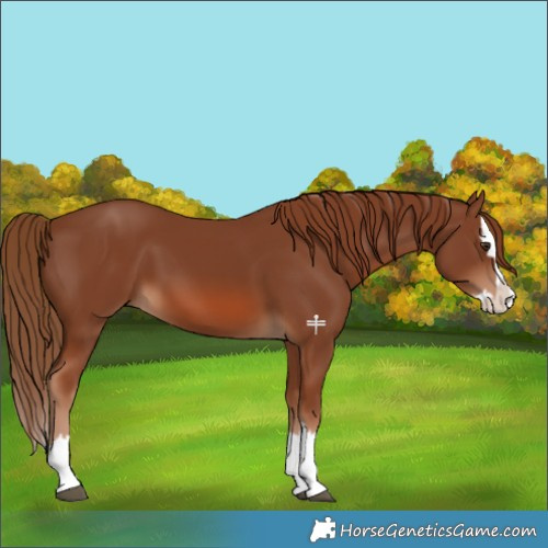 Horse Color:Chestnut Splash 