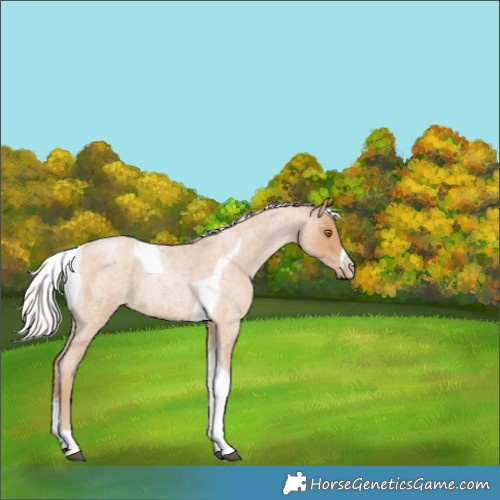 Horse Color:Silver Blue Roan Pearl Tobiano Frame 
