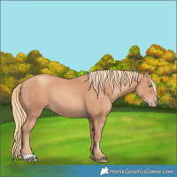 Horse Color:Gold Champagne Rabicano
