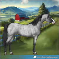 Horse Color:Blue Roan Splash 
