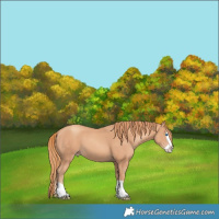 Horse Color:Gold Champagne Splash 