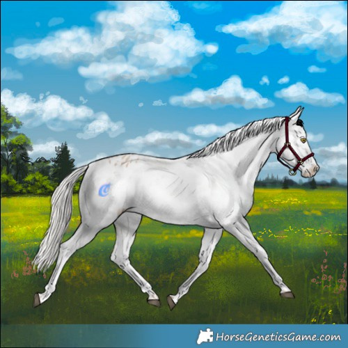 Horse Color:Silver Bay Roan Dun Appaloosa Rabicano 