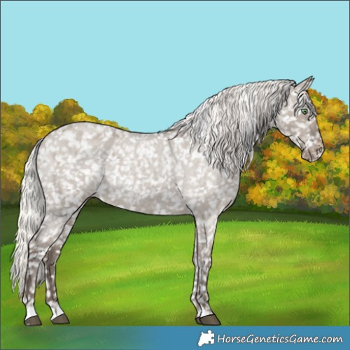 Horse Color:Silver Grullo Roan Appaloosa Rabicano 