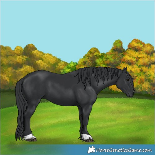 Horse Color:Black 