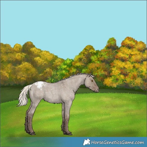 Horse Color:Silver Grullo Roan Appaloosa Rabicano 