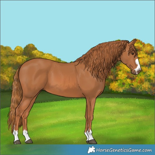 Horse Color:Chestnut 