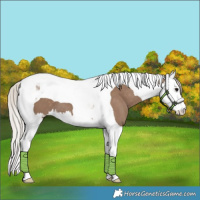 Horse Color:Silver Grullo Splash Tobiano 