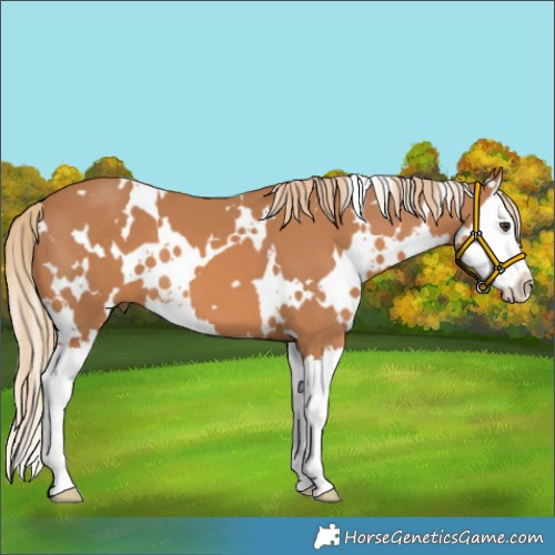 Horse Color:White Spotted Chestnut Splash 