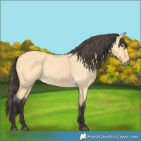 Horse Color:Buckskin Dun 