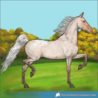 Horse Color:Silver Bay Roan Dun Blanket Rabicano 