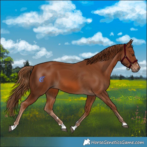 Horse Color:Chestnut 