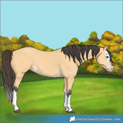Horse Color:Buckskin Splash 